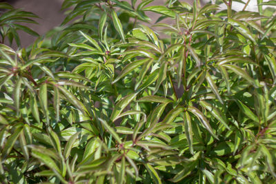 Full frame shot of fresh green plants