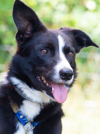 Headshot of alert, happy
 border collie with blaze, white chest