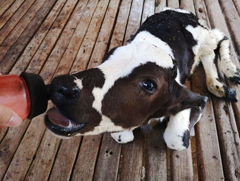 Baby dairy cow 