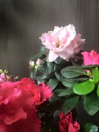 Close-up of pink rose blooming outdoors