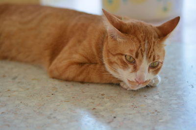 Cat lying on floor