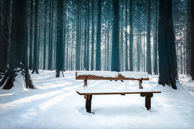 Trees on snow covered land