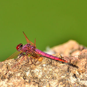 Close-up of dragonfly on rock