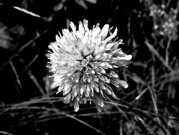 Close-up of white flowering plant