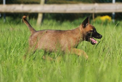 Close-up of a dog on field