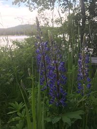 Close-up of purple flowers on field