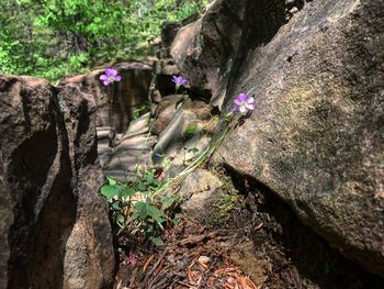 High angle view of flowers growing on rock