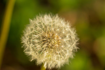 Close-up of dandelion flower