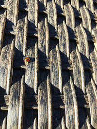 High angle view of a ladybug on wood