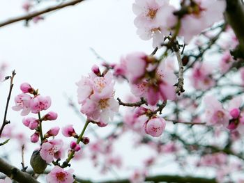 Low angle view of cherry blossom