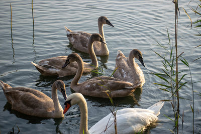 Swans swimming in lake