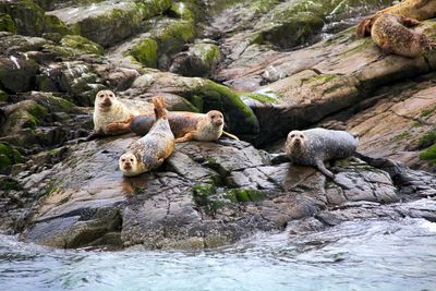 View of ducks on rock