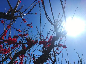 Low angle view of flower tree against sky