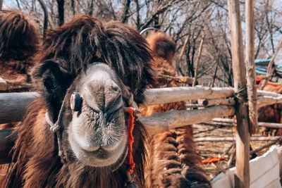 Close-up portrait of a horse