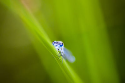 Close-up of dew drops on grass