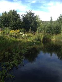 Reflection of trees in water