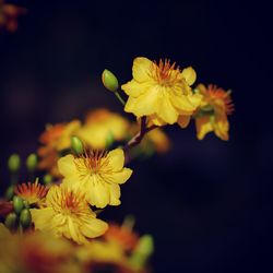 Close-up of yellow flowering plant