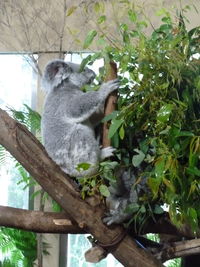 Low angle view of cat on tree