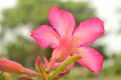 Close-up of pink flowering plant