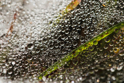 Close-up of raindrops on leaf