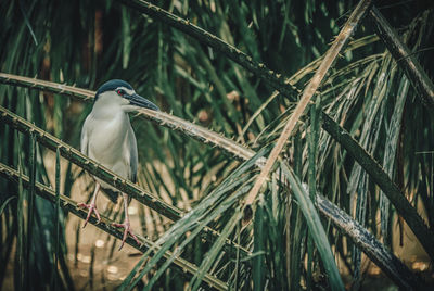 Bird perching on branch