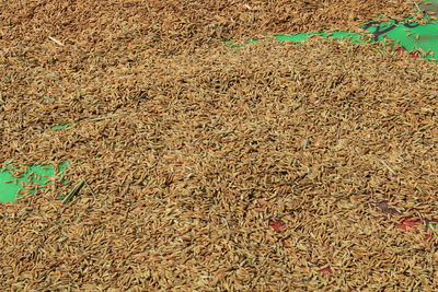 Full frame shot of corn field