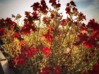 Close-up of red flowers growing in field