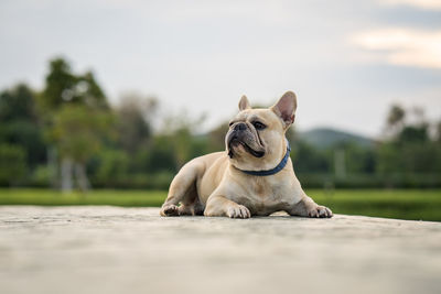 View of a dog resting