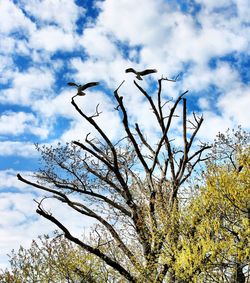 Low angle view of bird flying against sky