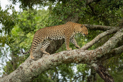 Close-up of a cat on tree