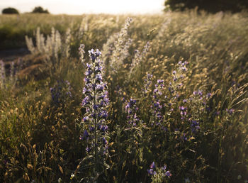 Close-up of purple flowering plants on field