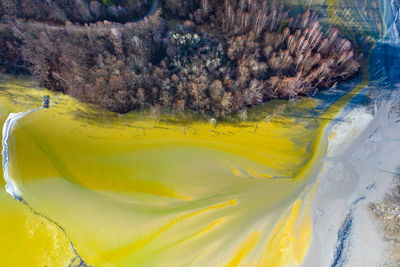 High angle view of yellow flowering plants by sea