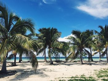 View of palm trees on cayo blanco beach