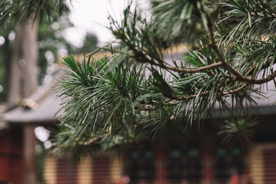 Close-up of palm tree branch