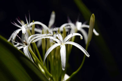 Close-up of flower against blurred background