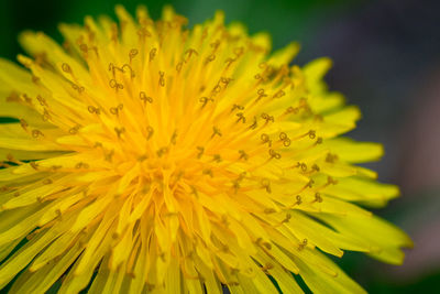 Close-up of yellow flower