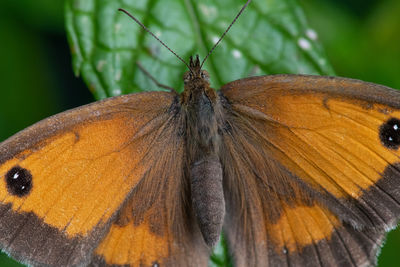 Close-up of butterfly