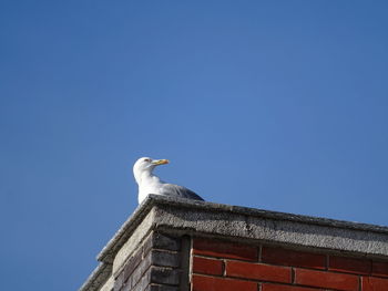 Low angle view of seagull on roof against clear sky