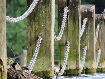 Close-up of wooden fence by plants