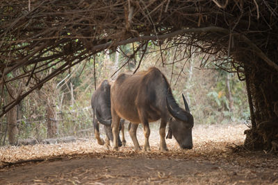 Horses in the forest