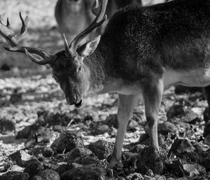 Close-up of deer