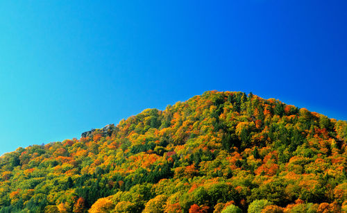 Low angle view of trees on mountain against clear blue sky