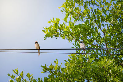 Low angle view of bird perching on cable against clear sky