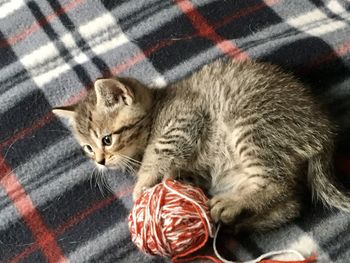 High angle view of cat relaxing on bed