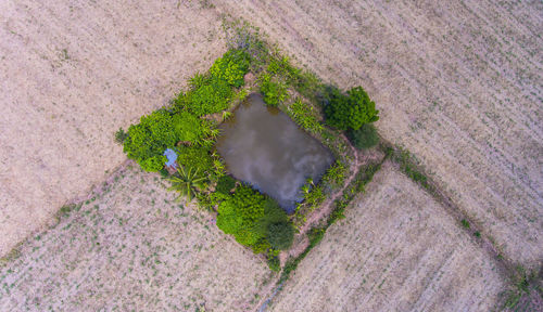 High angle view of plants growing on land