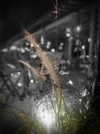 Close-up of water drops on grass at night