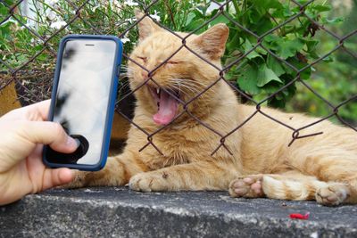 Cropped image of person photographing cat
