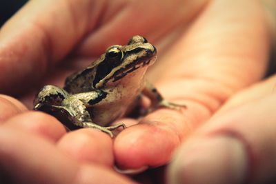 Close-up of hand holding small frog - rana dalmatina