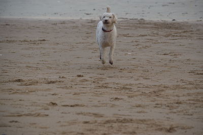 Dog running on beach