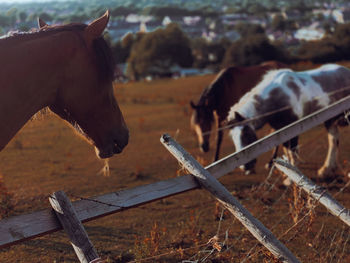 Horses outside ranch